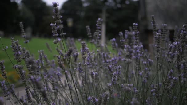 Lavender Flowers Growing Old English Churchyard Wide Panning Shot — Vídeo de Stock