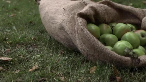 Sack Ripe Green Apples Sack Medium Panning Shot — Αρχείο Βίντεο