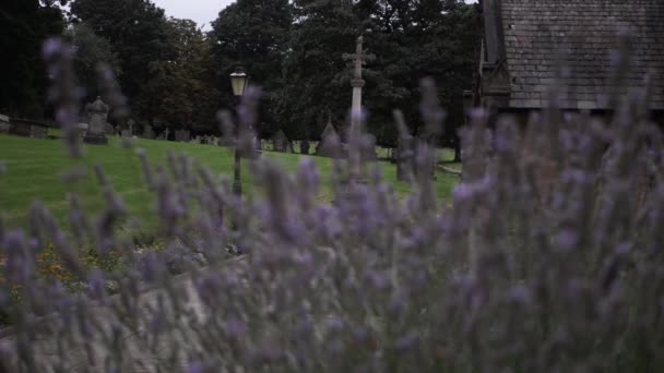 Old English Churchyard Lavender Flowers Foreground Wide Panning Shot — Wideo stockowe