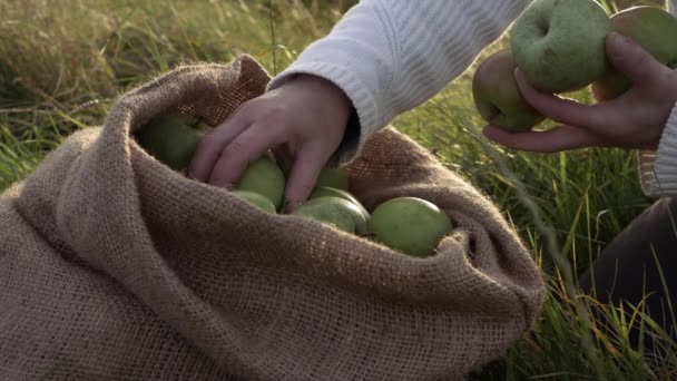 Woman Filling Burlap Sack Ripe Green Apples Medium Shot — Stock Video