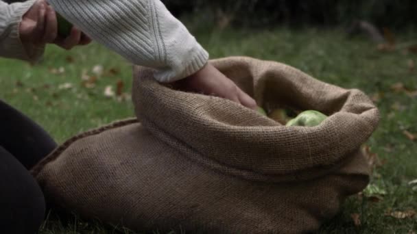 Fruit Picker Taking Ripe Green Apples Out Sack Medium Shot — Stock Video