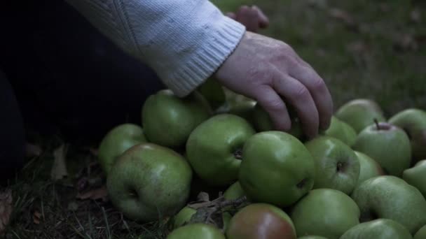 Fruit Picker Picking Apples Ground Medium Shot — Stockvideo