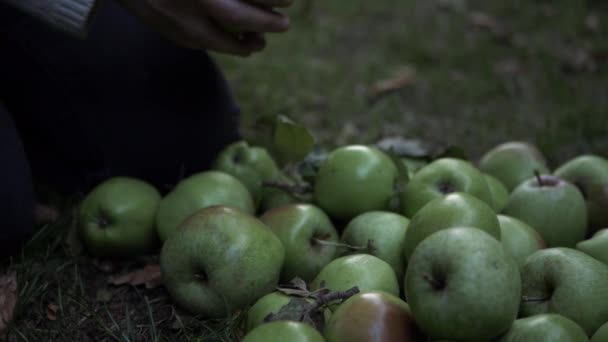 Fruit Picker Putting Apples Ground Medium Shot — Αρχείο Βίντεο