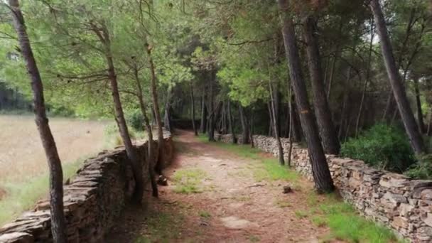 Pov Shot Road Mediterranean Forest Low Stone Walls Sides Catalunya — 图库视频影像