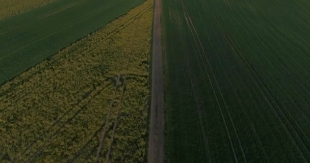 Drone Flight Top Yellow Green Fields — стоковое видео