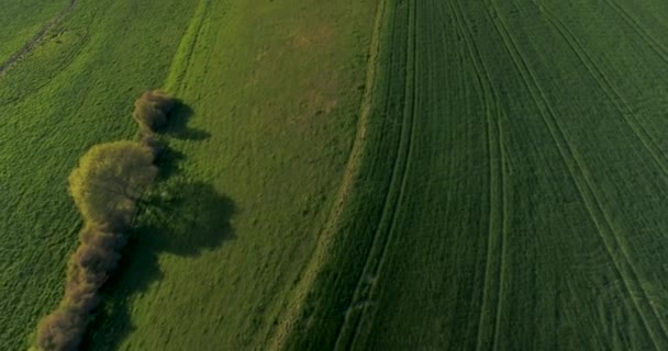 Drone Flight Top Green Fields Trees — Vídeos de Stock