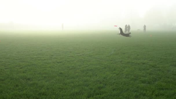 Incredible Athletic Border Collie Dog Runs Green Grass Misty Park — Vídeos de Stock