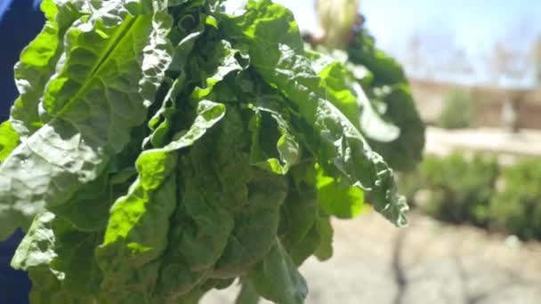 Man Holding Freshly Harvested Bunches Spinach Leaves — Vídeo de Stock