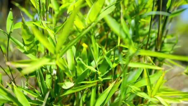 Tilt Upwards Shot Green Tree — Αρχείο Βίντεο