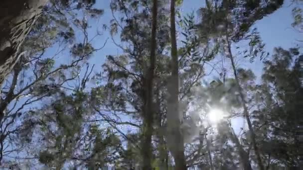 Looking Trees Sun Flares Wind Gusts Can Seen Leaves — Stock video