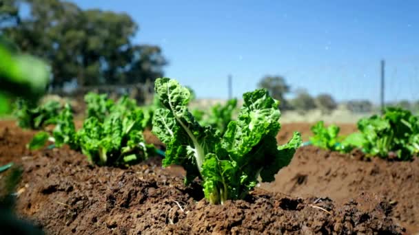 Pan Shot Spinach Plants Getting Watered — Stock Video