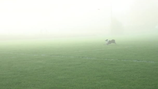 Disc Dog Border Collie Dog Jump Catch Frisbee Park Misty — Vídeos de Stock