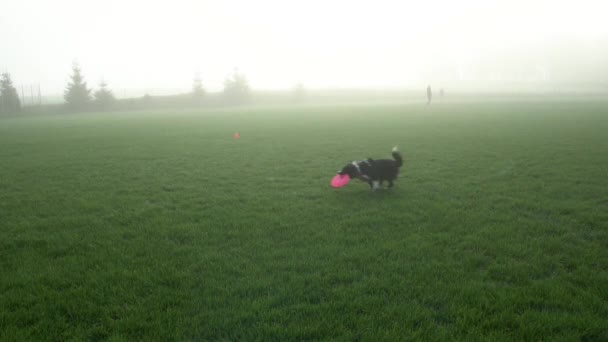 Border Collie Dog Frisbee Disc Mouth Running Grass Wide Shot — Stock Video