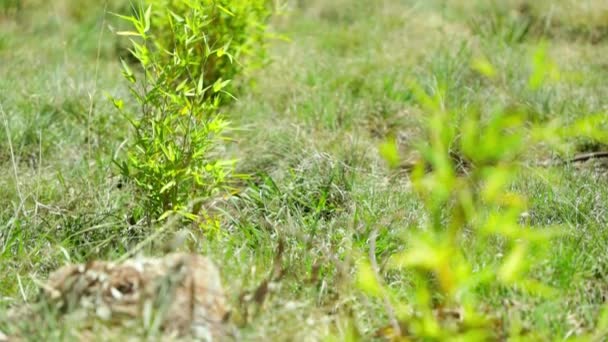 Tilt Upwards Newly Planted Trees Summer — Video Stock