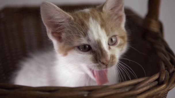 Tired Cute White Ginger Kitten Yawning Close Shot — Stockvideo