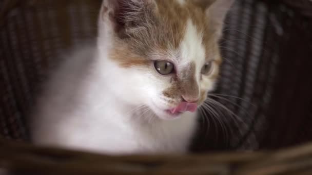 Alert Curious Cute White Ginger Kitten Close Shot — Stock video