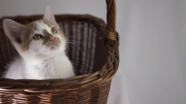 Cute White Ginger Sleepy Kitten Basket Medium Shot — стоковое видео