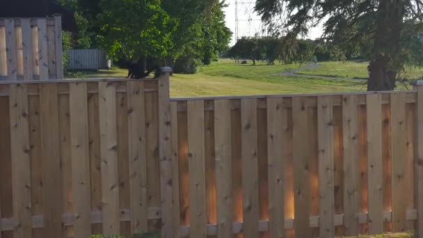 Fence Black Squirrel Sitting Top Walking Out Frame Greenspace People — Stock Video