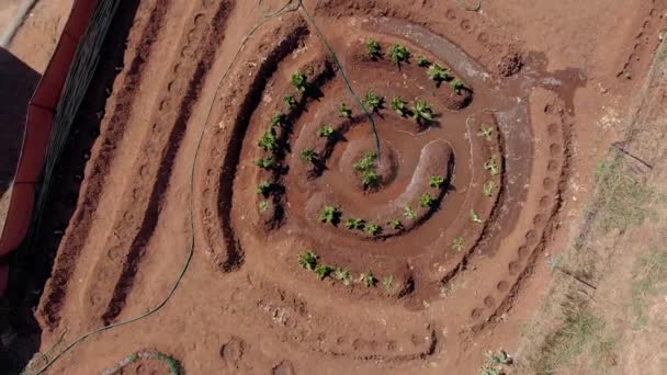 Aerial Spiral Shot Vegetable Garden Top Rotating Upwards — Vídeos de Stock