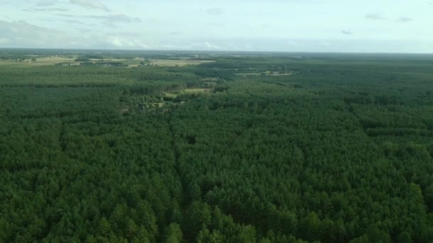 Coniferous Trees Dense Green Forest Kowalskie Blota Poland Aerial Drone — Vídeo de stock