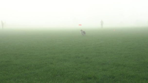 Dog Frisbee Catching Competition Run Cute Athletic Border Collie Puppy — ストック動画