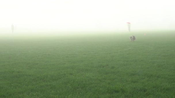 Border Collie Runs Fog Catch Frisbee Midair Slow Motion — Stockvideo