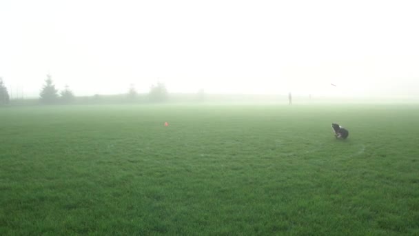 Black White Dog Catches Frisbee Just Hitting Ground Foggy Park — ストック動画