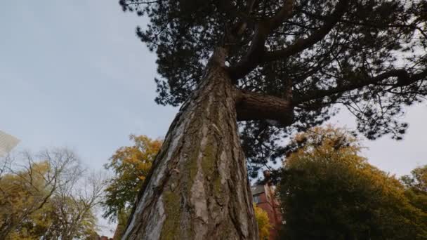 Shot Tree Bark Western Park Wide Autumn Season University Sheffield — Vídeos de Stock
