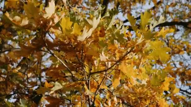 Western Park Golden Leaves Trees Autumn Season University Sheffield Campus — Stok video