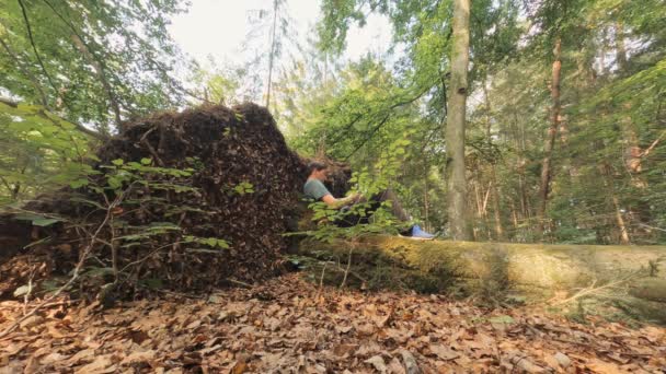 Man Leaning Fallen Tree Trunk Forest Sunshine Doing Some Work — Video