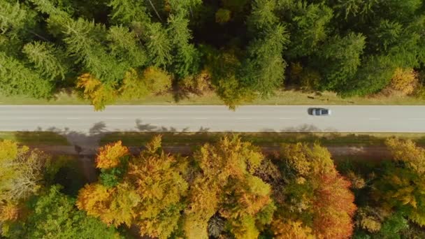 Aerial Autumn Street View Top Shot Drone Footage Zooming Straight — Video Stock