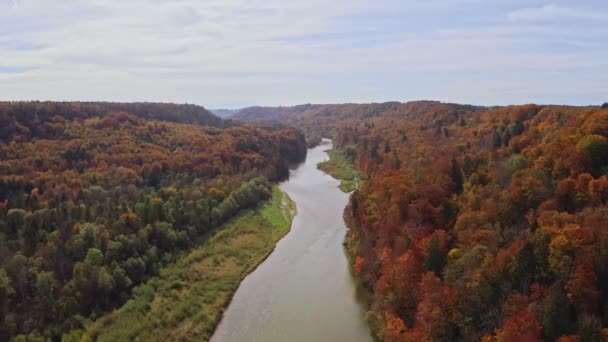 Smooth Flight River Surrounded Wonderful Autumn Colors Treetops Forest Drone — Video Stock