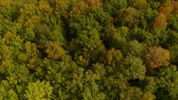 Autumn Forest Aerial Flight Forward Beautiful Forest Idyllic Piece Nature — Stok Video