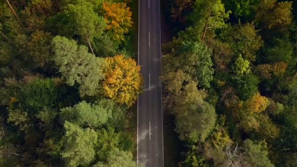Idyllic Drone Flight Green Forest Early Autumn Street Look Shot — 图库视频影像