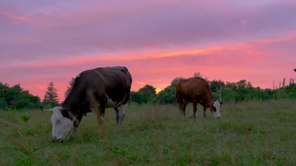 Cows Grazing Dusk Amazing Velvet Sky Background Handheld — Vídeos de Stock