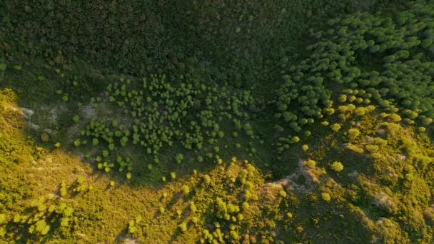 Letecký Pohled Shora Dolů Les Borovicemi Hoře Při Západu Slunce — Stock video