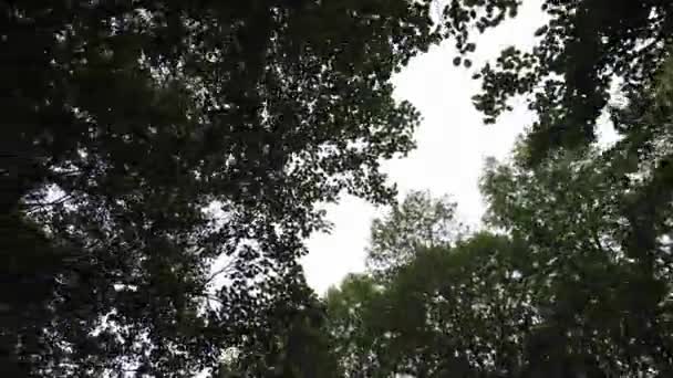 Looking Tops Trees Green Foliage Summer Forest — Vídeo de Stock