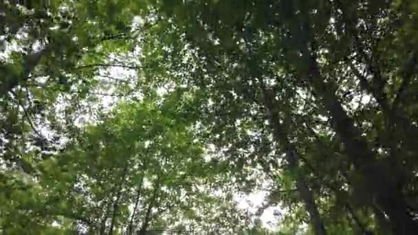 Looking Tops Trees Green Foliage Summer Forest — Vídeos de Stock