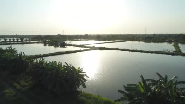 Luchtfoto Prachtige Zonsondergang Bij Nijl Tilapia Fish Farm Asian Fish — Stockvideo