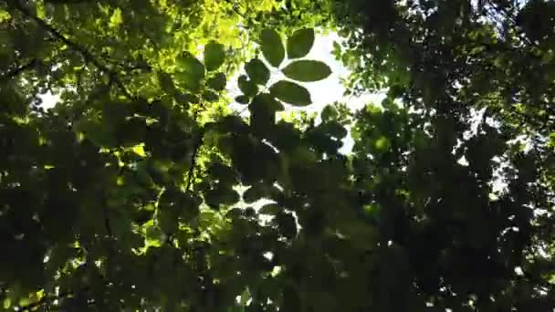 Глядя Вверх Через Вершины Деревьев Через Зеленую Листву Летний Лес — стоковое видео