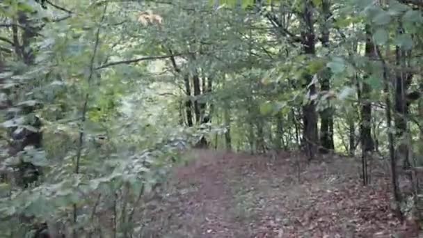 Levant Les Yeux Travers Les Cimes Des Arbres Travers Feuillage — Video