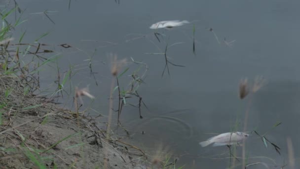 Close Footage Dead Nile Tilapia Fish Floating Water — 图库视频影像