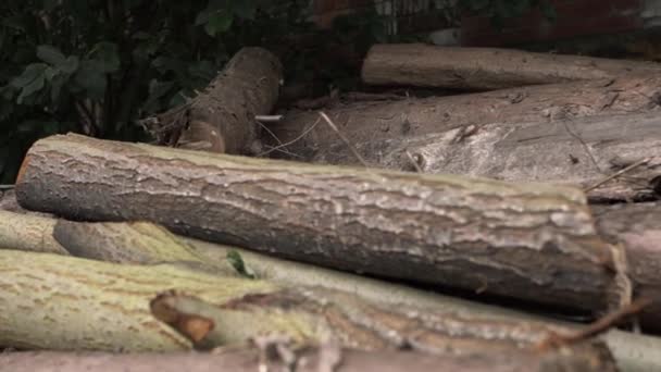 Log Pile Felled Trees Medium Panning Shot — Stok video