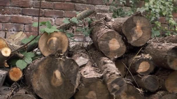 Куча Вырубленных Деревьев Против Кирпичной Стены Средний Наклон Выстрела — стоковое видео