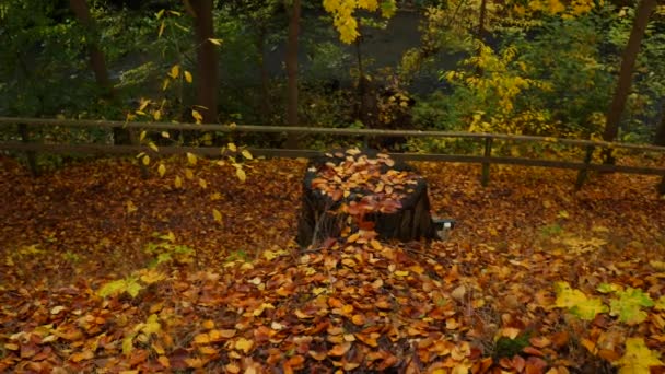 Tree Stub Autumn Forest — Vídeos de Stock