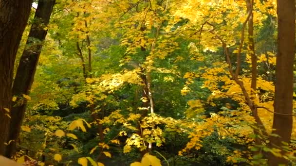 Hluboko Podzimním Lese — Stock video