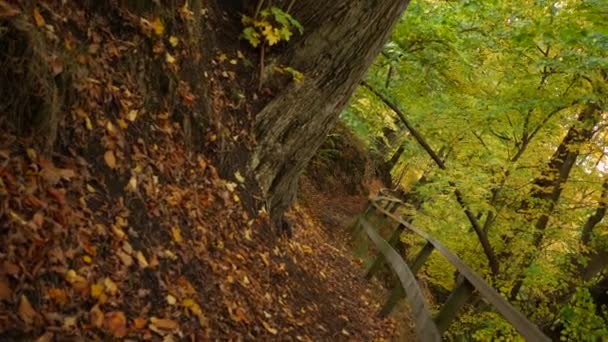 Mysterious Autumn Road Forest — Vídeos de Stock
