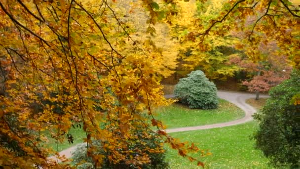 Trees Autumn Forest Park — Stockvideo