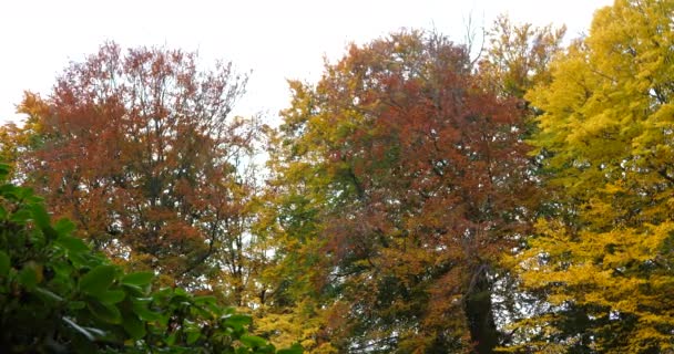 Outono Árvores Coloridas Parque — Vídeo de Stock