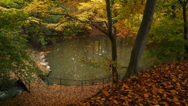 Pond Forest Autumn — Vídeos de Stock